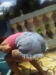 Cunhada Rabuda do meu amigo dormindo no sofá